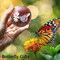 3D Butterfly Crystal Ball 60mm Gifts Ideas for Girlfriend Wife Mom Couple Her Butterfly on Sunflower in Glass Ball with Stand Flower Sphere Novelty Home Decor